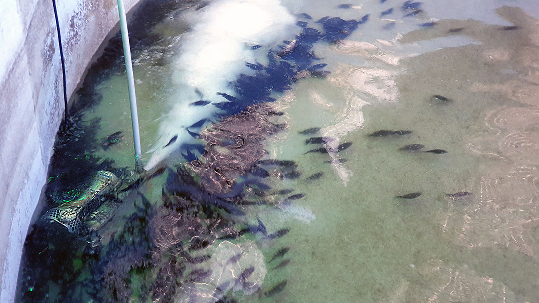 台湾屏东 枋寮乡渔电共生太阳能养殖