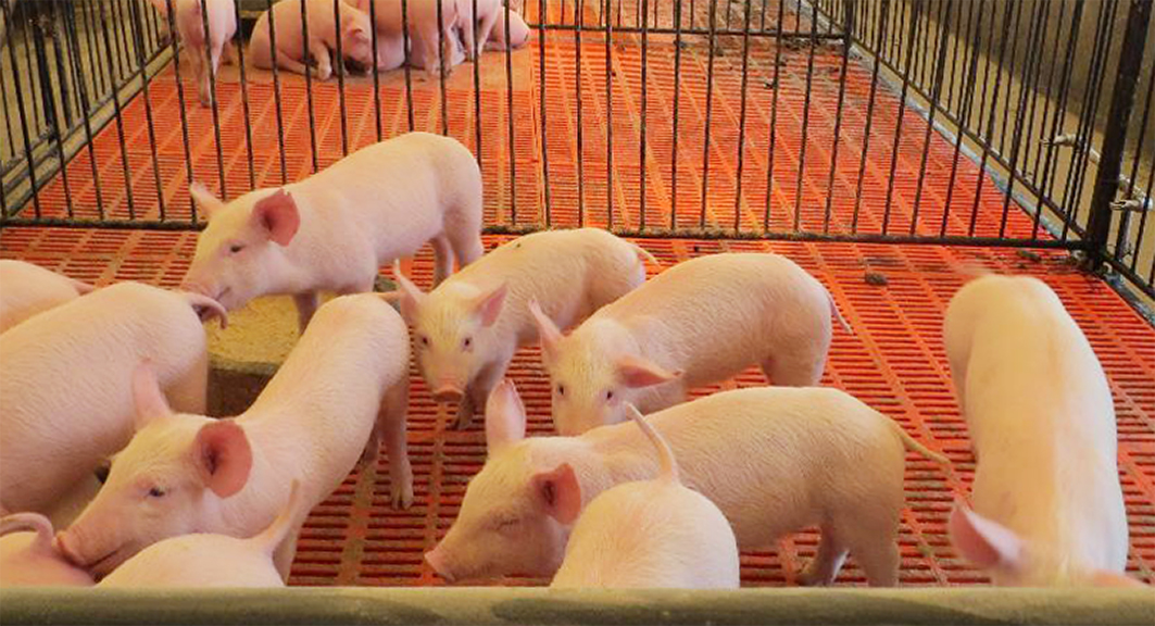 中国北京 首农集团双河养猪场